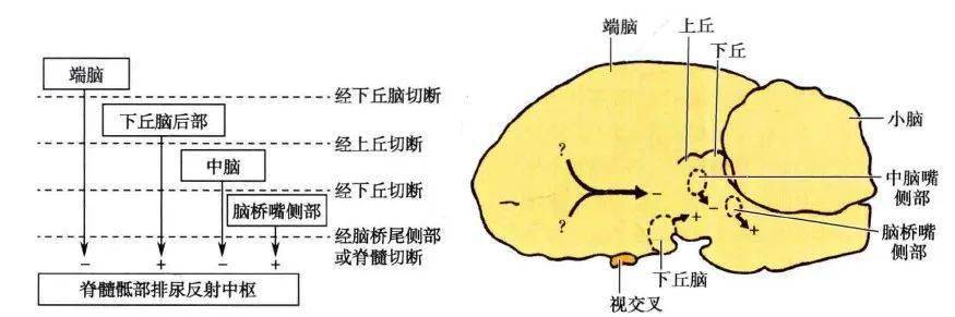 腦幹內的自主神經調節簡述