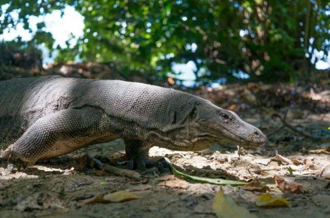 盘点5种神秘诡异的不明生物,第3种曾在我国先后两次被捕获
