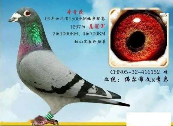 上海超远程冠军鸽图片图片