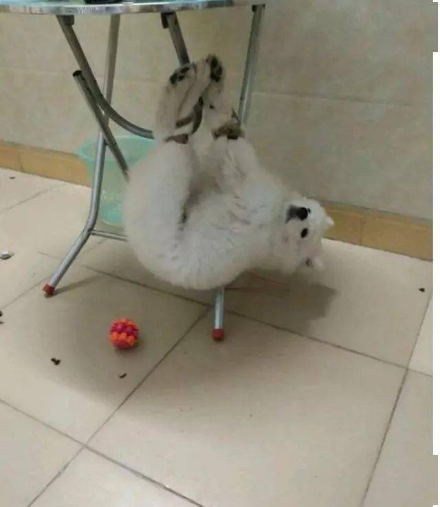 拆家一時爽，後果卻很慘… 萌趣萌寵 第5张
