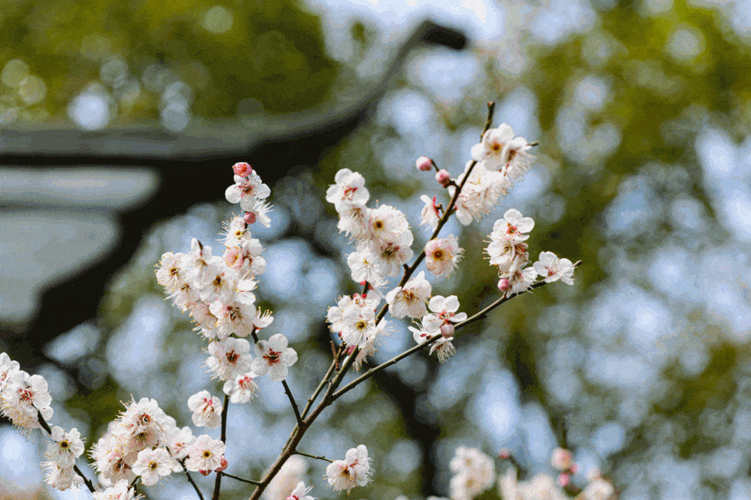 1079_719gif 动态图 动图