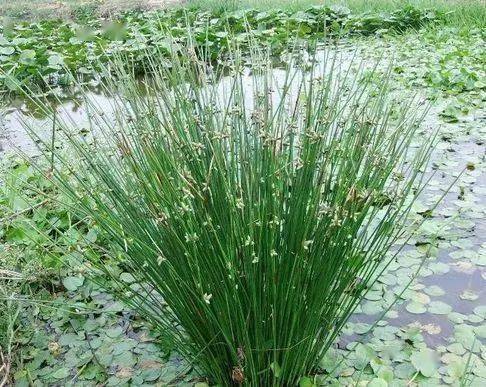 鱼缸鱼池多种它实用又美观半年不换水