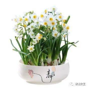 年花这样买 一整 年 有钱 花 香港 年花这样买 一整 年 有钱 花 香港