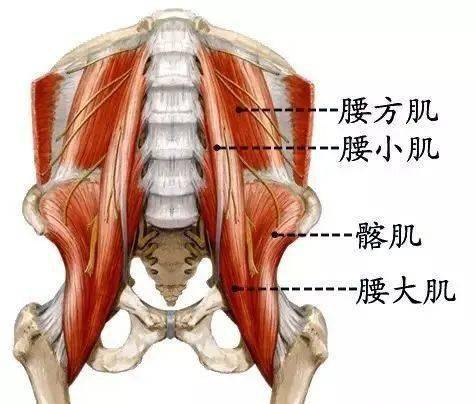 髋外旋肌群的解剖图图片