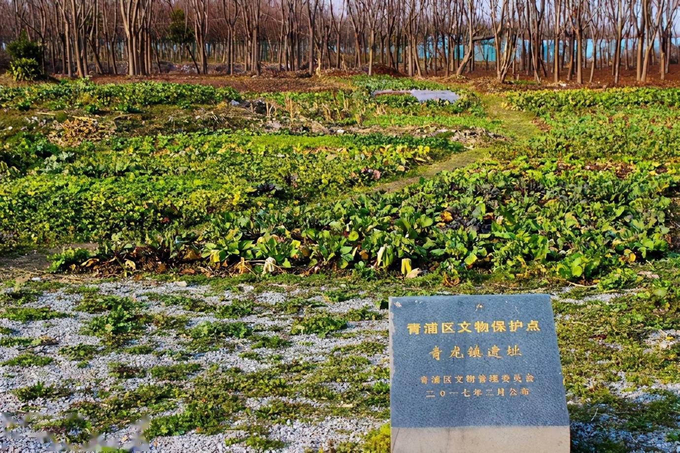 上海有个小村庄居然是青龙镇遗址村里还藏着新四军留下的标语
