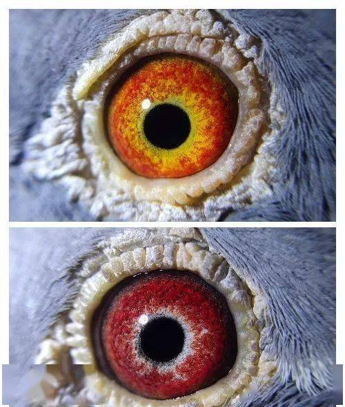 2020年种鸽配对鸽眼欣赏欢迎指教