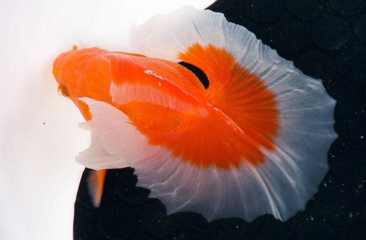 一组美丽的蝶尾金鱼欣赏