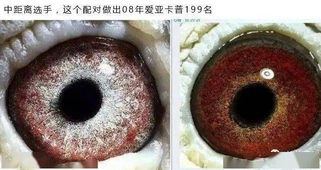 经典,可以参考的鸽眼配对实例!