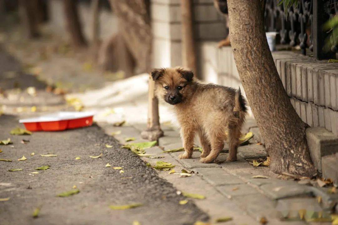三条腿的流浪金毛见人就狂摇尾巴好心人带它回家时它犹豫了