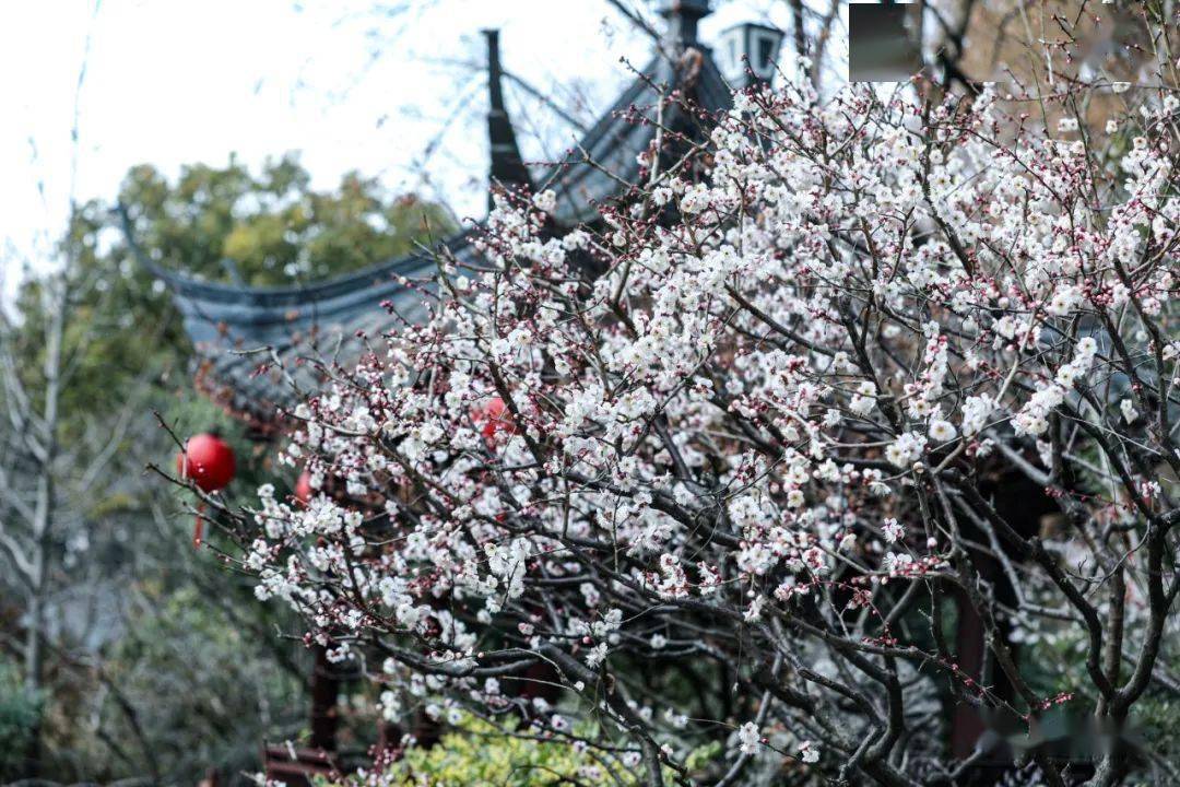 今天(2月4日)上午,小松在醉白池公园里看到,在小草坪旁,部分早梅品种