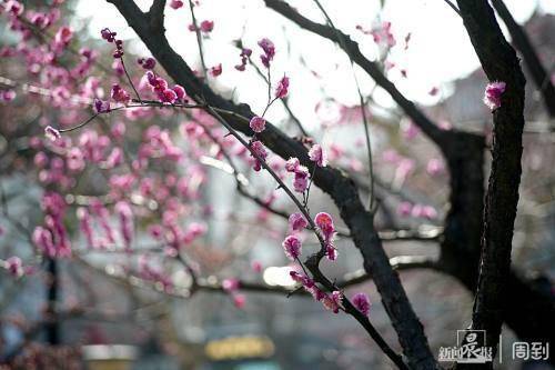 花枝什么颤成语_花枝鼠(4)