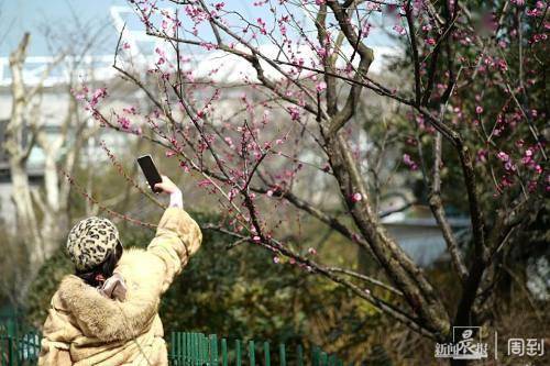 花枝什么颤成语_花枝鼠(5)