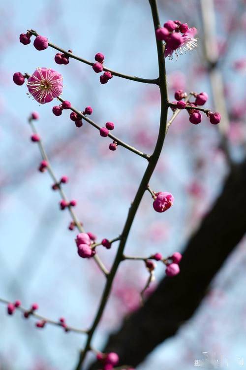 花枝什么颤成语_花枝乱颤什么意思(2)