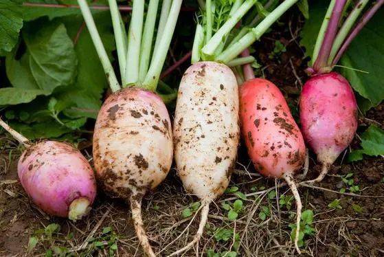 现在能种小萝卜吗 3e54839e29014d7eaee7779f20b3a8ad.jpeg