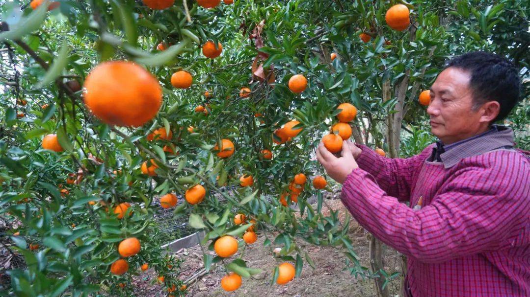 【新春走基层】果树种植有甜头 脱贫致富有奔头