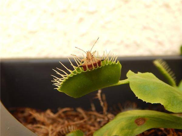 科學家發現捕蠅草捕食昆蟲的秘訣捕食時會產生磁場