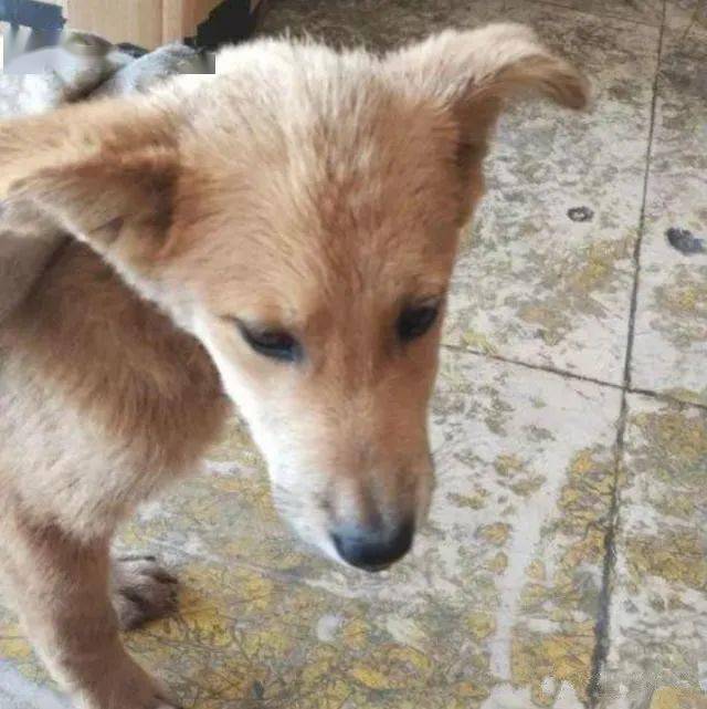 土狗含泪回到家,鼻子上出现一个血孔,看清物体后忍不住口吐芬芳