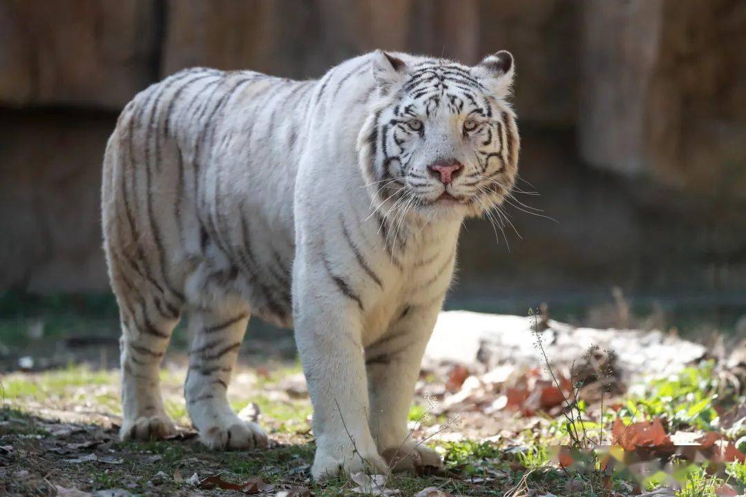 虎界的一股清流白虎