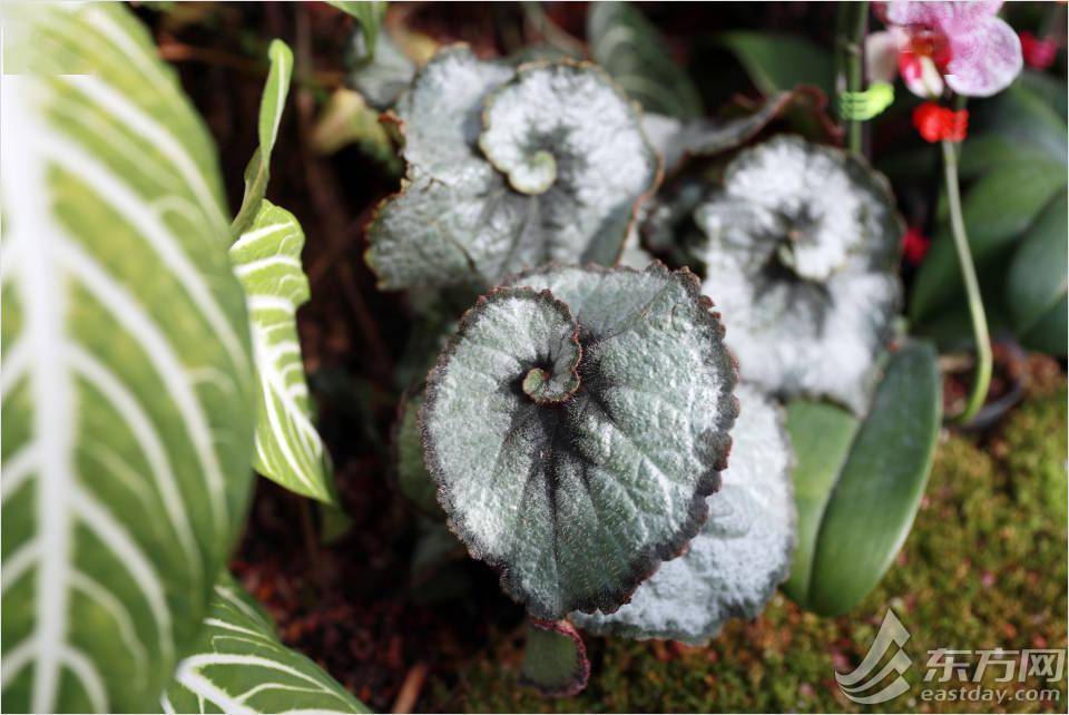 属牛 的植物哪里有 年宵花展年味浓 展览