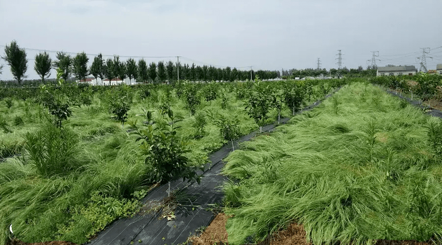 黑麦草种植技术视频