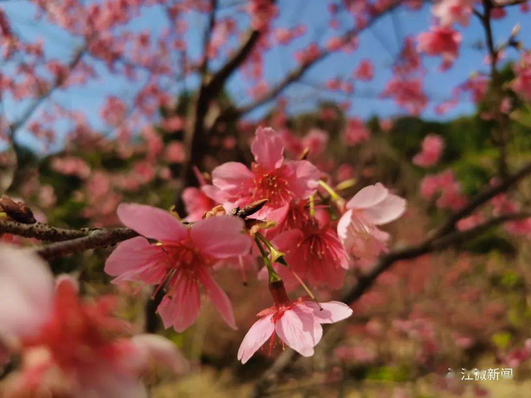 樱花次第盛开丹阳镇山边村丹樱生态农业园的又到一年红樱满树时绰约终