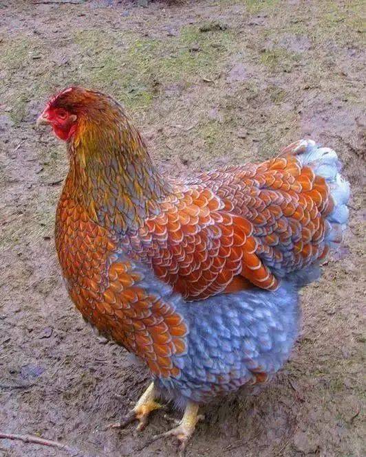 鸡荷兰巴讷费尔德鸡密歇根蓝羽鸡金边斗鸡科钦矮脚鸡波兰鸡种印度尼