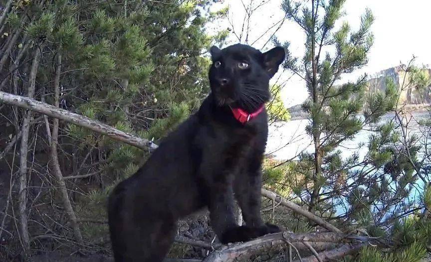 俄羅斯妹子養了只黑豹當寵物又猛又萌啊