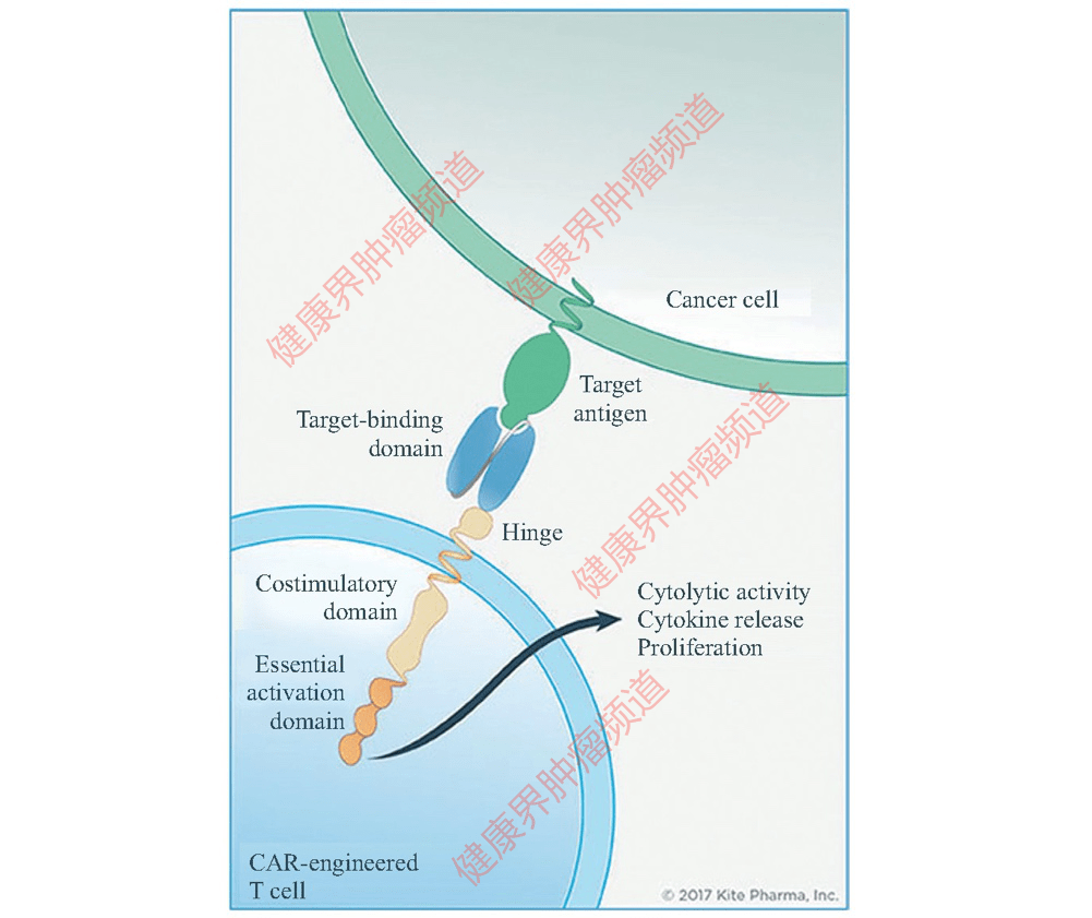 人人都能学懂car T 八 丨car T细胞能否成为癌症患者的 第一选择 临床