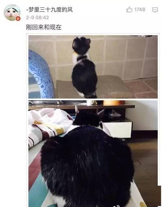 貓貓小時候VS長大後，鏟屎官們都開始懷疑人生了，哈哈哈！ 萌趣萌寵 第13张