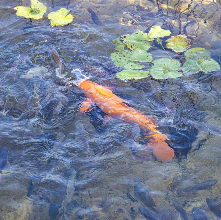 清清河水鱼儿游,河里有鱼又有虾冬日的河美龙华水质好不好,鱼