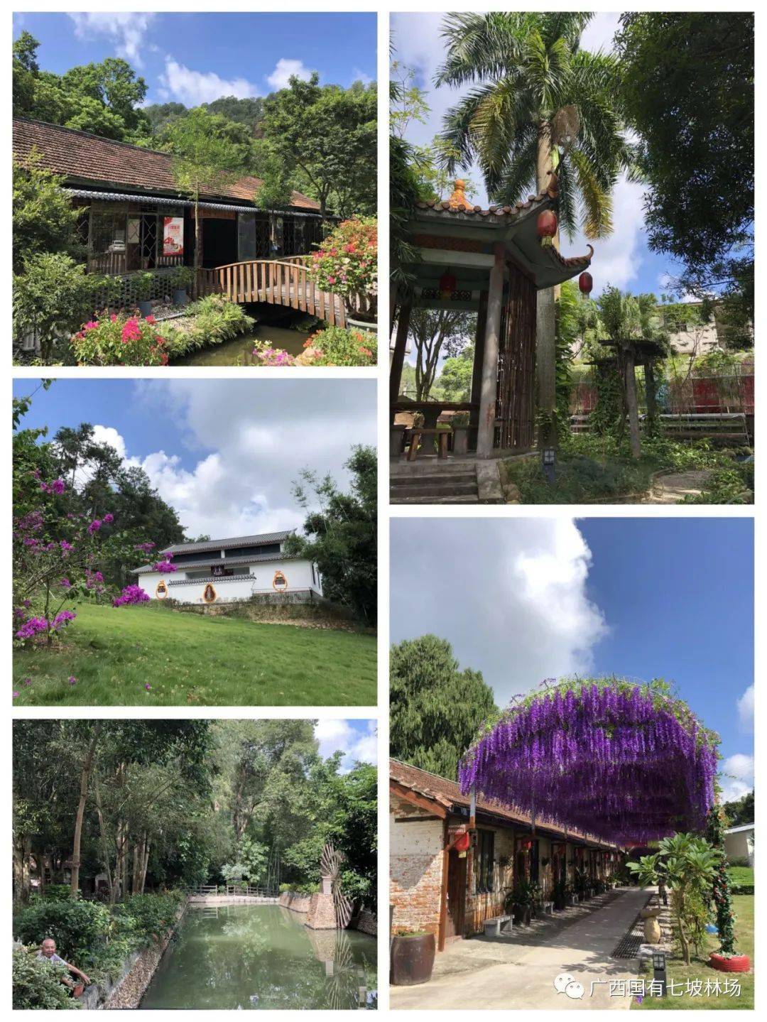 七坡林场2020年建设新七坡展现新风采摄影类作品展