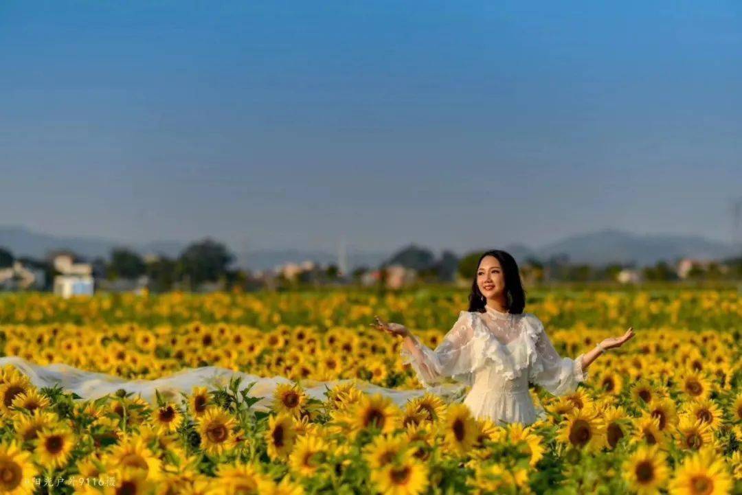 賞花正當時惠州這些花海美到逆天