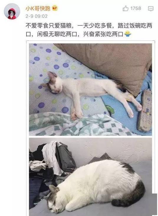 貓貓小時候VS長大後，鏟屎官們都開始懷疑人生了，哈哈哈！ 萌趣萌寵 第12张