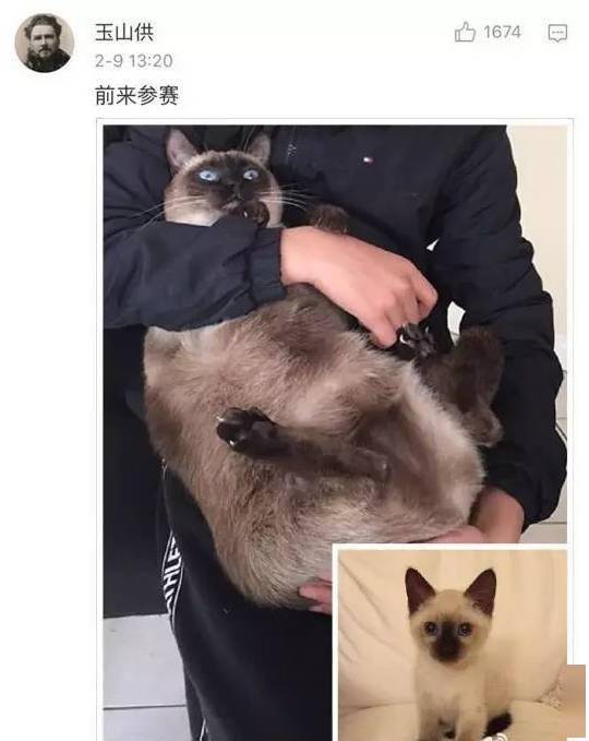貓貓小時候VS長大後，鏟屎官們都開始懷疑人生了，哈哈哈！ 萌趣萌寵 第14张