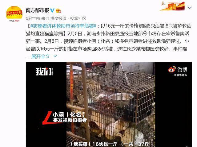 市场活猫被解救后查出猫瘟！