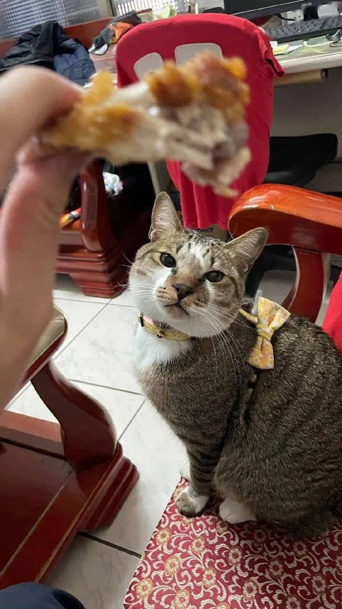 猫咪看着鸡腿,两眼直发光