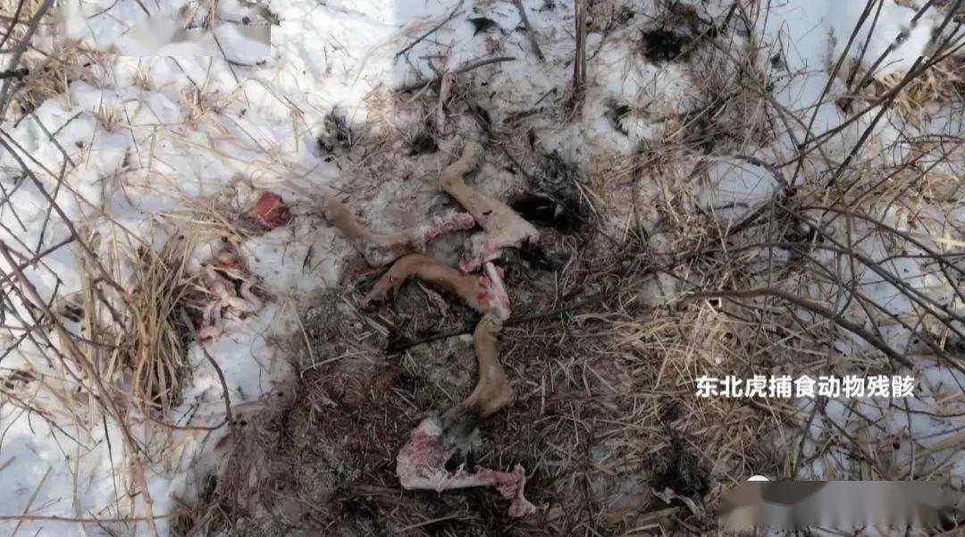 猛虎扑食摄影师深夜拍下东北虎进村捕杀家犬