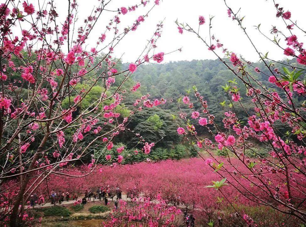 千畝油菜花 百畝桃花園 網紅彩虹村_白水