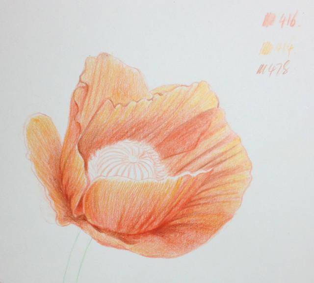 罂粟花彩铅画图片