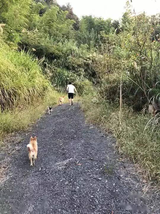 狗又不會說話，你怎麼知道它愛你？ 萌趣萌寵 第8张