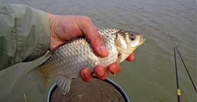 【钓鱼技巧】黑坑钓鲫鱼攻略！