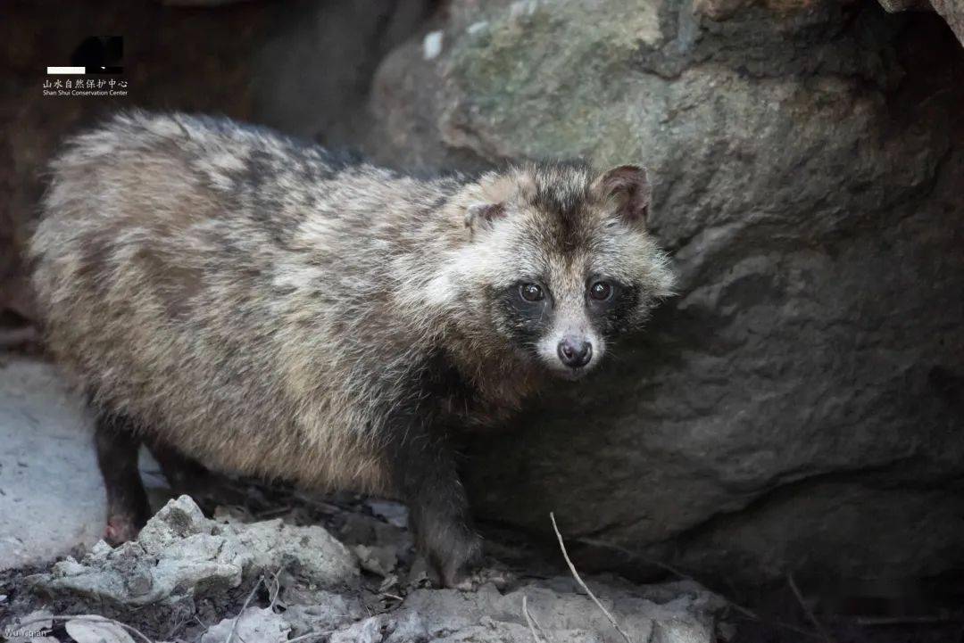 出没于上海小区的貉 摄影/武亦乾这些地方以及在这些地方生活的人该