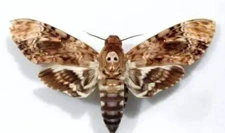 盘点世界十大人面动物人面犬人头狗身神秘生物