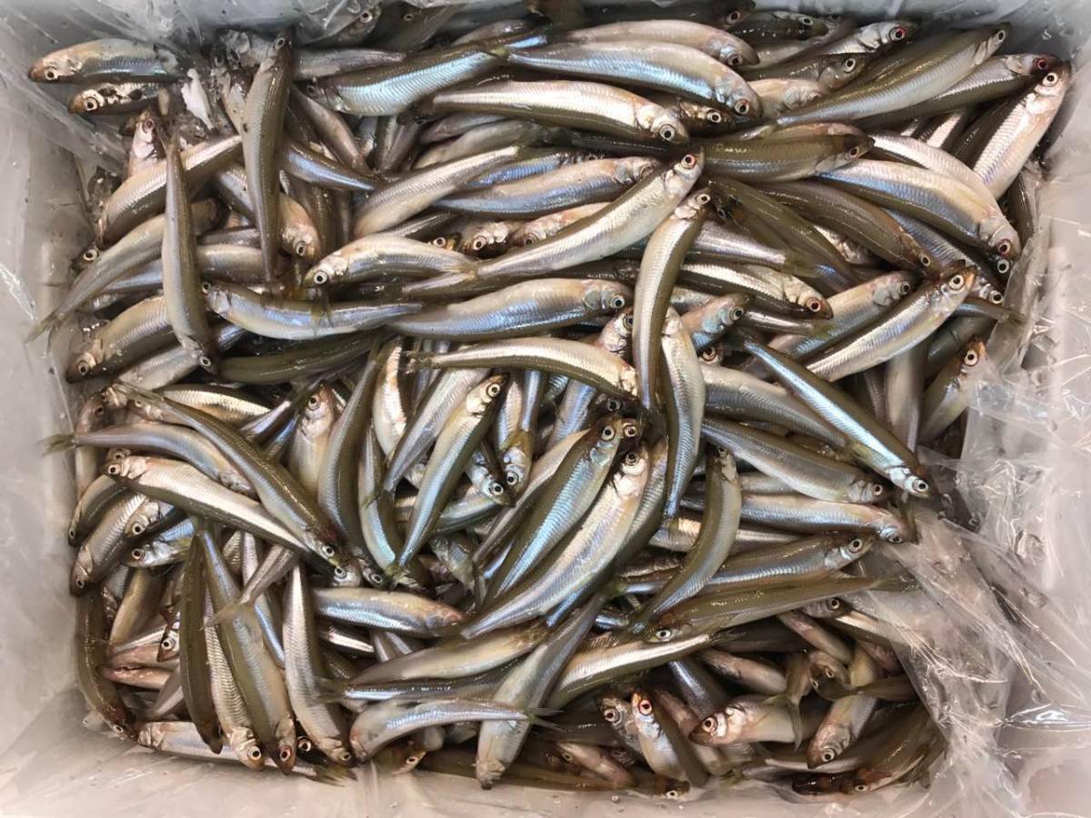 日本的订单中国5年引种20次亚洲公鱼成痛点