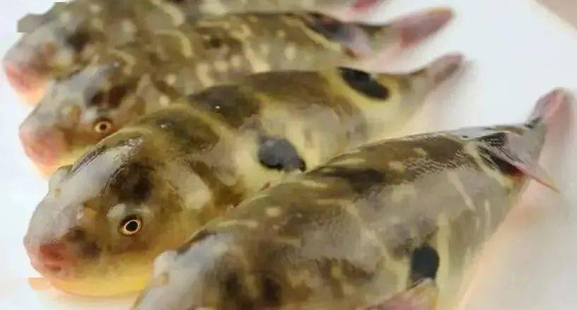 隆江人,禁止违法经营和食用"乖鱼"告知书!