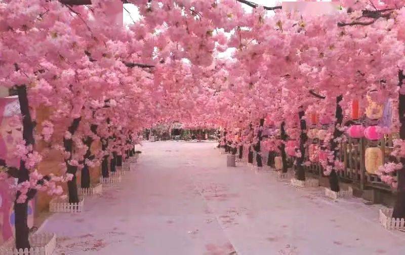 不见的朋友共赴春光,共享美好在这里享受一场难忘的沉浸式樱花之旅吧!