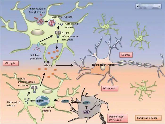 權威學術丨α亞麻酸的體外抗炎作用機制研究