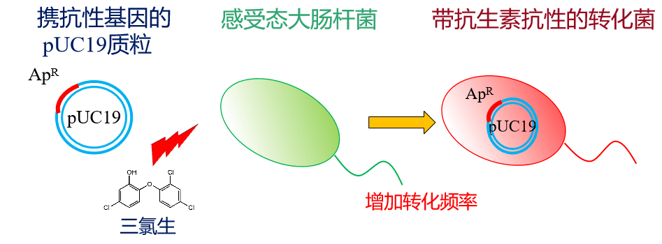 转化是感受态细菌将外源基因导入细胞内的过程.