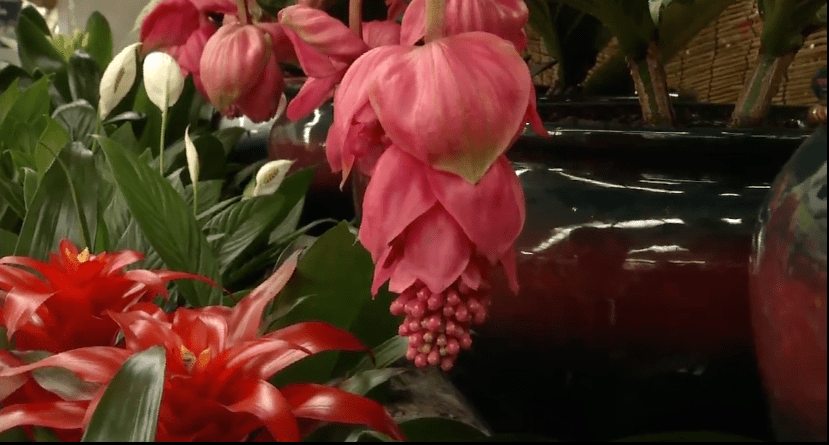 最鲜艳 花 样春节惹人爱 这才是年味的正确打开方式 花卉 最鲜艳 花 样春节惹人爱 这才是年味的正确打开方式 花卉