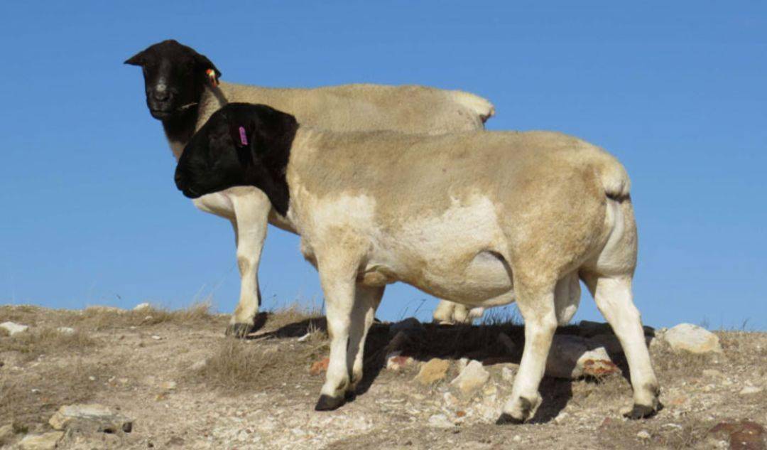 羊价突变 !2021养羊大预测